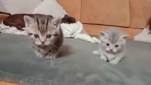 Братишки котята манчкин смотреть онлайн