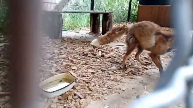 Между основным приемом пищи еще есть угощение,как конфеты,как десерт.Candy or dessert смотреть онлайн