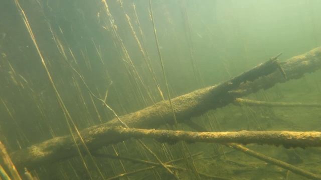 GoPro Hero 9 Black 4k  60 Fps .Snorkling Underwater World Video.Снорклинг подводная съёмка.