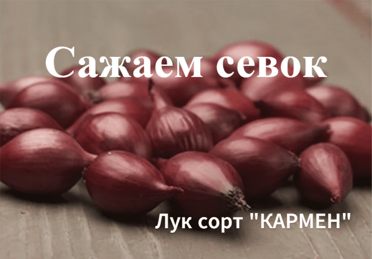 Как сажать севок(лук).Сорт"Кармен". смотреть онлайн