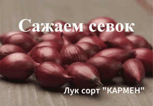 Как сажать севок(лук).Сорт"Кармен".