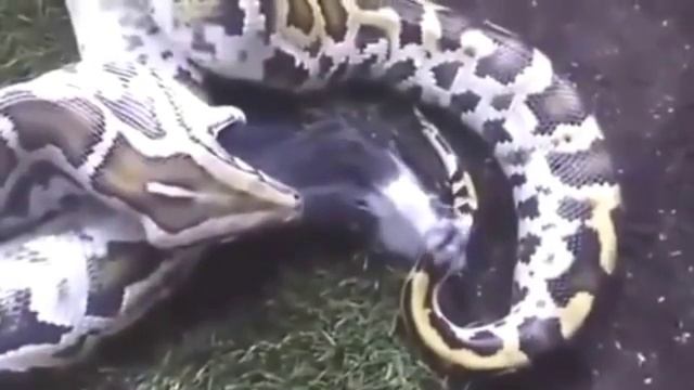 Most amazing wild animal attacks #2 biggest python #2 , giant anaconda #2 YouTube 360p смотреть онлайн