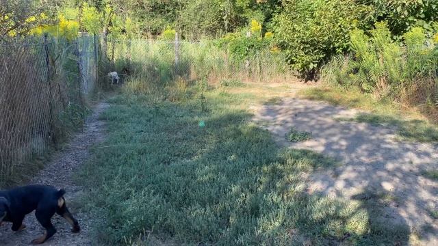 Друзья на прогулке! Ротвейлер 3 месяца Ричи! Лабрадор 3 месяца Лекси! Доберман 3 месяца Дюна! смотреть онлайн