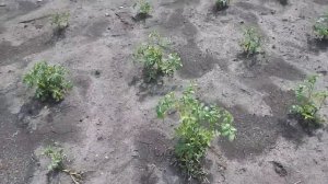 Боремся с колорадским жуком. Что лучше: «Корадо» или «Алатар»?
