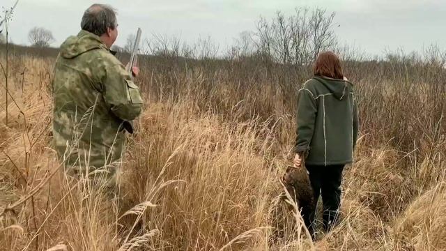 Охота на фазана в Московской области смотреть онлайн