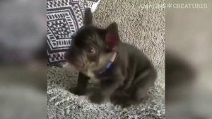 Смешные бульдоги