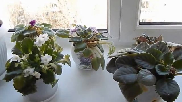 ЦВЕТЫ И ПОДОКОННИКИ. Уход за ними. Домашний советник. смотреть онлайн