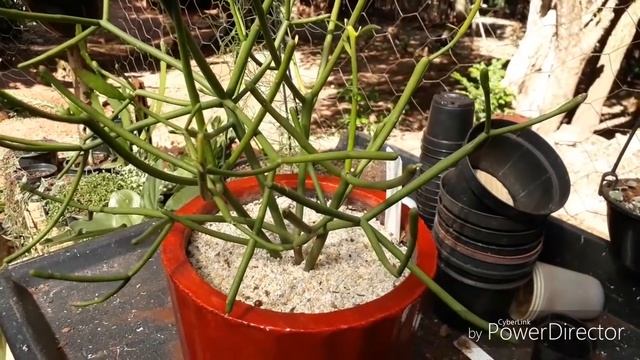 Euphorbia tirucali, avelós, floração cultivo смотреть онлайн