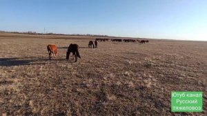 Самое длинное видео.|Табунное коневодство.| Новый сезон для Жеребца Суффикса.
