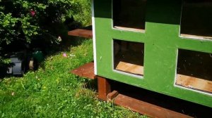 Щенок немецкой овчарки. Приучаю к ошейнику и поводку