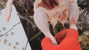 ВПО-215 Горностай 366ткм Био-Тест 18+)