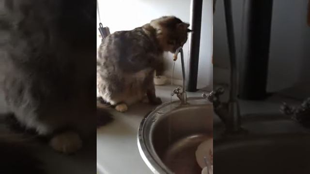 Мейн-кун балуется с водой