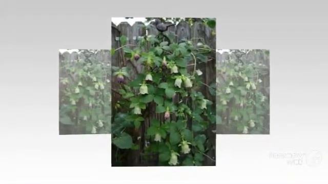 Codonopsis - garden plants смотреть онлайн