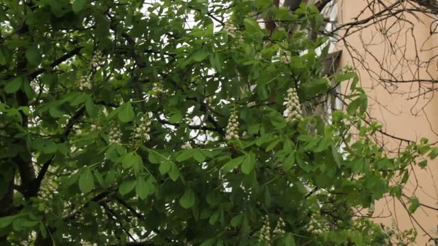 Ветер и каштаны