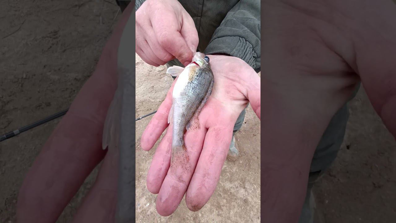 Рыбалка весной Поймал огромного ерша. #fishing #shortvideo #рыбалка #fishingvideo смотреть онлайн