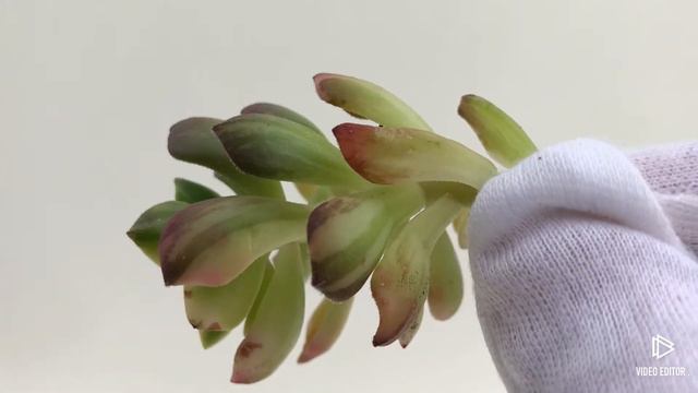 Sedeveria Letizia (P) смотреть онлайн
