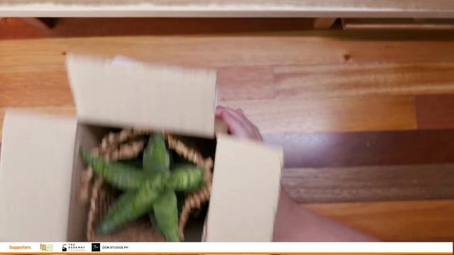 Add Life To Your Desk Setup with a REAL PLANT! - Ft. Ficus Garden смотреть онлайн