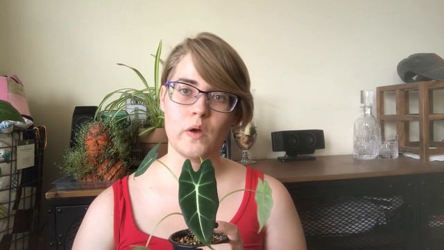 Indoor Alocasia Care| Alocasia Frydek & Alocasia Zebrina Reticulata Form