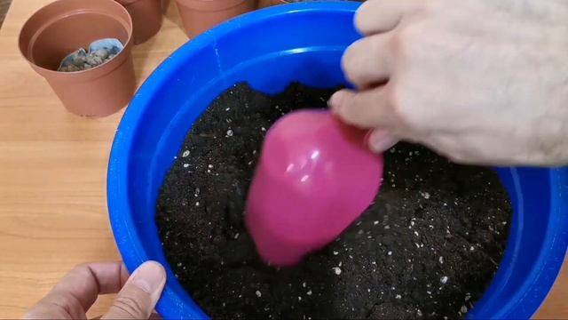 Денежное дерево. Толстянка. Укоренение черенков. смотреть онлайн