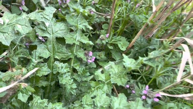 Мыс ФИОЛЕНТ-это ЖЕСТЬ!Скала ДРАКОН-она только в Крыму!Снова ОБВАЛ ,Пляж Царское село ВСЁ!Севастопол смотреть онлайн