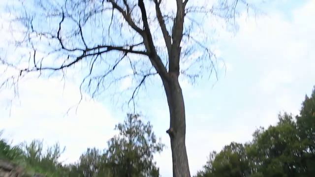 Усадьба ПЕТРОВСКОЕ-РАЗУМОВСКОЕ.Грот. смотреть онлайн