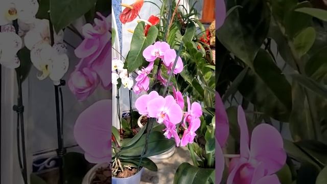 Секрет успеха ухода за орхидеями смотреть онлайн