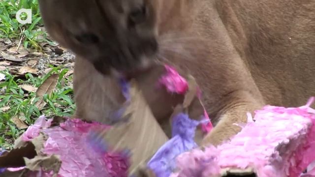 BIG Cats VS Piñatas! смотреть онлайн