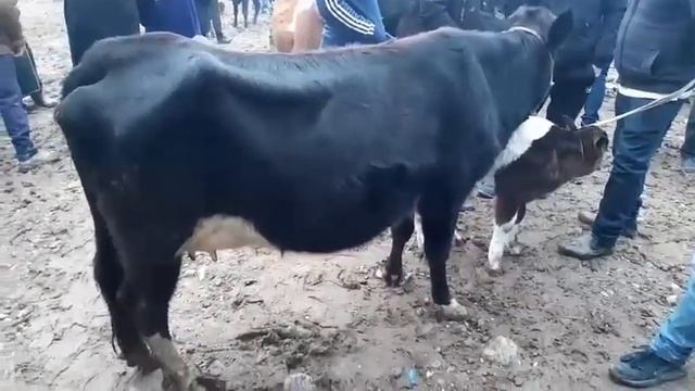 SAMARQAND VILYOT URGUT TUMANI PIRAVDA MOL BOZORI NARXLARI