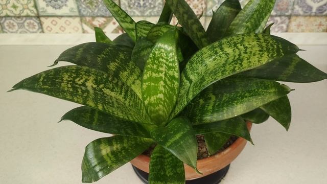 Сансевиерия Hahnii. Все тонкости ухода за сансевиериями. Грунт, полив, освещение, горшок, подкормки смотреть онлайн