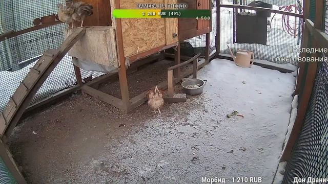 Курятник. Жизнь в курятнике. Можно покормить онлайн. Chicken Coop Stream. Online Feed
