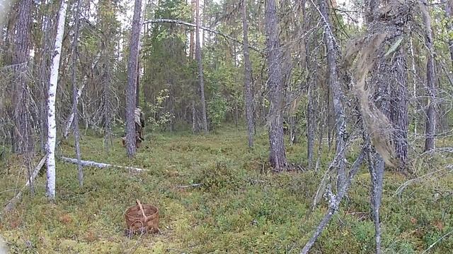 ЯГОДНЫЙ СЕЗОН 2021 / ИСПЫТАНИЕ ГРАБЛЕЙ-ГРЕБЁНКИ смотреть онлайн