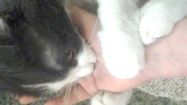 Мучаем кота/как коты выглядят к верху лапками