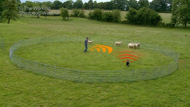 Sheepdog Training Tutorials Preview смотреть онлайн