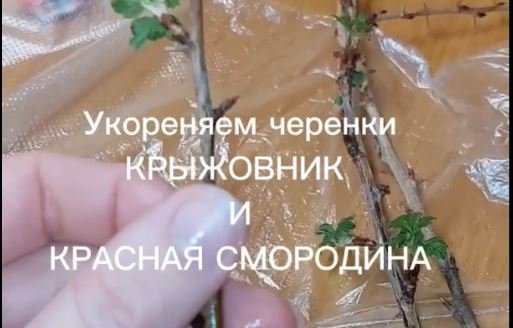 Укоренение черенков крыжовника и смородины дома смотреть онлайн