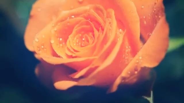 Гороскоп цветных роз смотреть онлайн