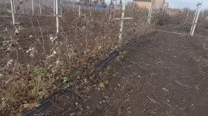 Как сделать капельный полив на ежевике и малине