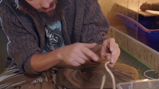 Удавчики. Не просто маленькие удавы, а отдельное подсемейство смотреть онлайн