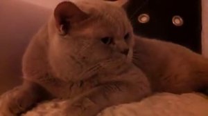 Британский говорящий кот.