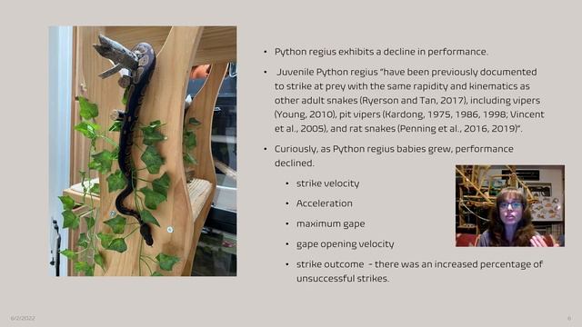 Python regius Strike Performance: Does it get worse with time? смотреть онлайн