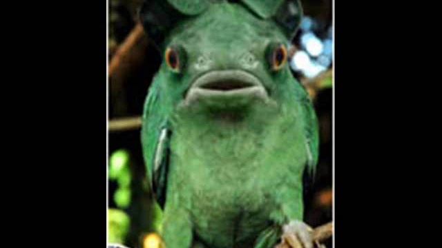 Weird animals смотреть онлайн
