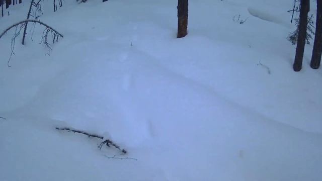 Капканы на пушного зверя Попалась куница.Traps for fur-bearing animals Caught marten. смотреть онлайн