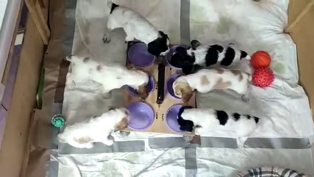 Щенки спаниеля 1 месяц смотреть онлайн