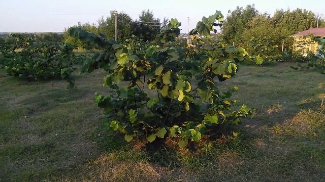 Как подобрать сорт фундука? смотреть онлайн