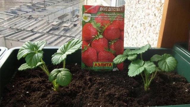 Выращивание клубники на подоконнике смотреть онлайн