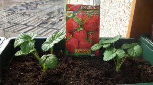 Выращивание клубники на подоконнике