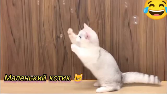 Кот мяу-мяу 🐱😚☺️ смотреть онлайн