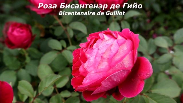 2 Розы - обильноцветущие сорта, с достойной стойкостью цветка, здоровой листвой! смотреть онлайн