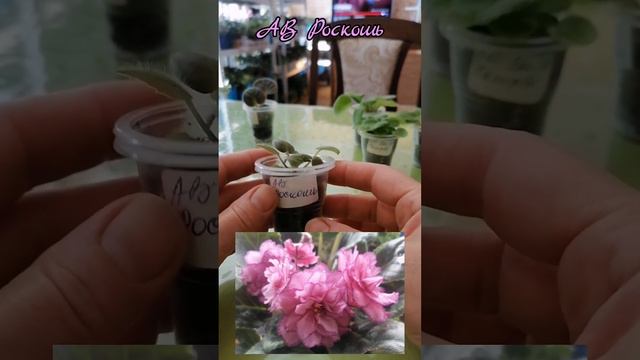 Детки, стартёры #фиалки #fialki #фиалкипочтой смотреть онлайн