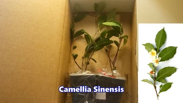 Mail Call - Camellia Sinensis Rooted Cuttings Arrived!
