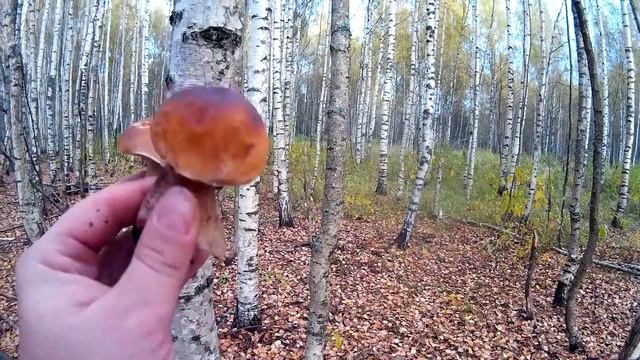 Где растут БЕЛЫЕ ГРИБЫ - в корнях березы! | Собираем грибы в Октябре | Советы грибникам смотреть онлайн